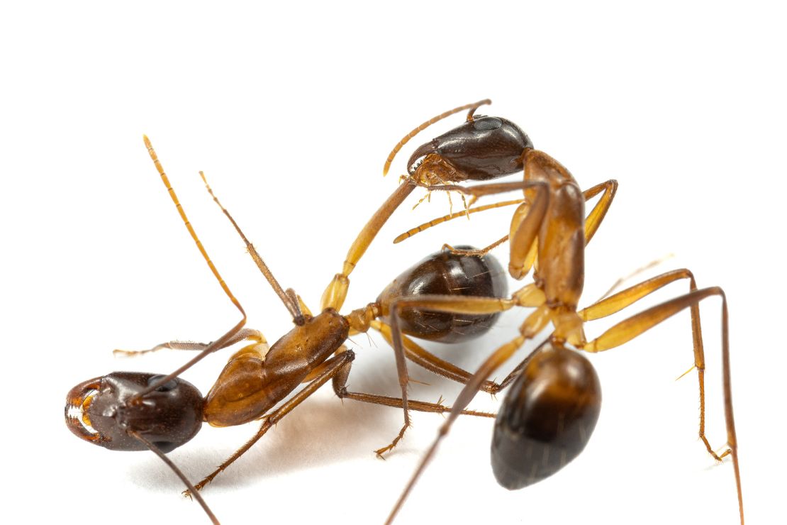 One carpenter ant can be seen cleaning the wound of another ant.