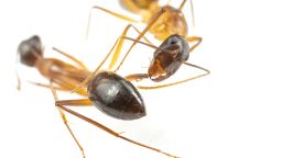 230427_Camponotus_fellah_049.jpg