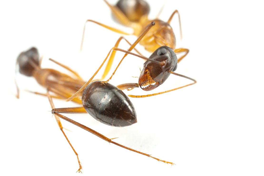 An ant bites off the leg of another after it sustained a thigh injury.