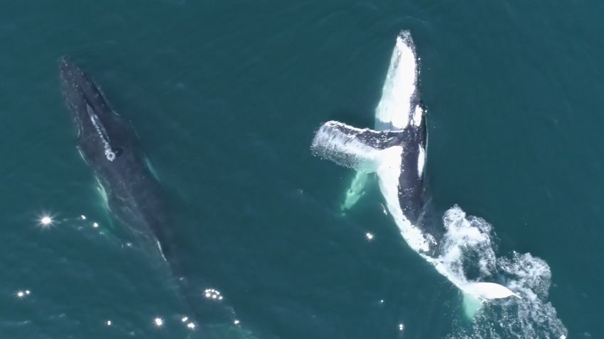whale day spa