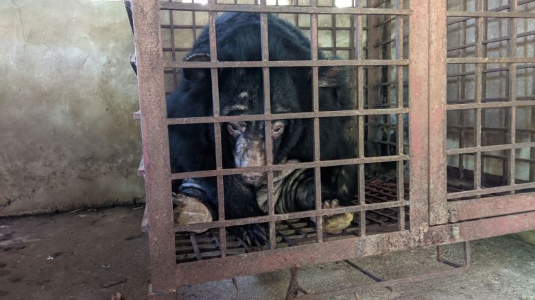 Sunset, a bear in the Vietnam's northeastern Haiphong region that has been kept in years-long captivity for bile harvesting, is seen on the day of her rescue.