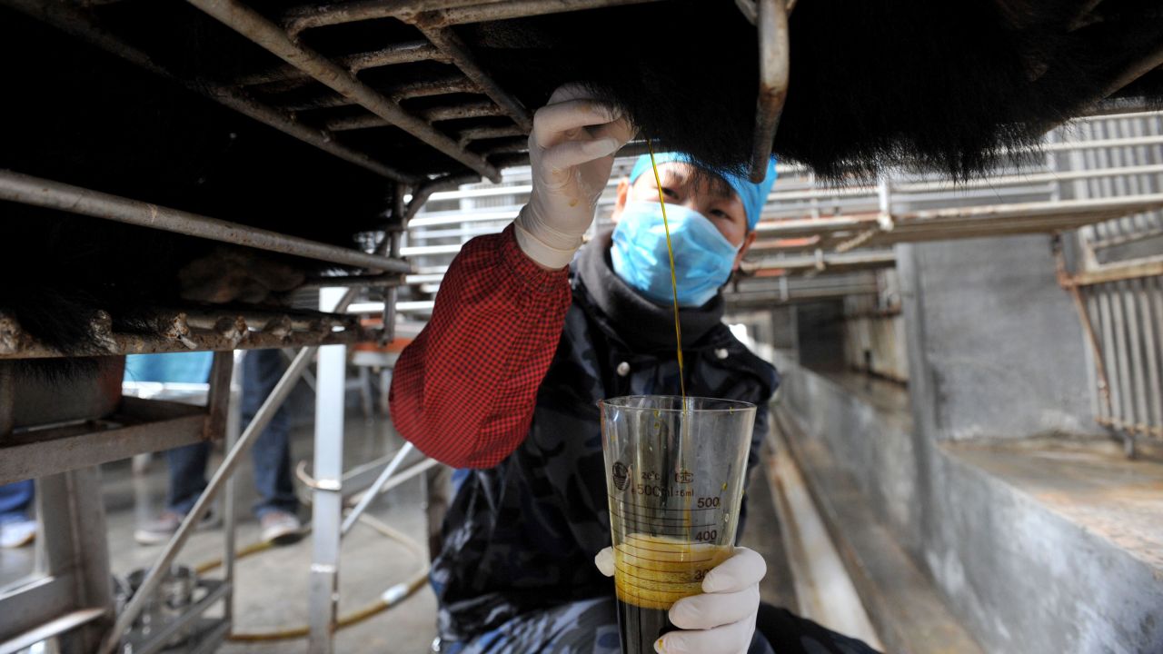 Chinese workers collect bear bile at a farm for the traditional Chinese medicine company Guizhentang in Hui'an, China, on February 22, 2012.