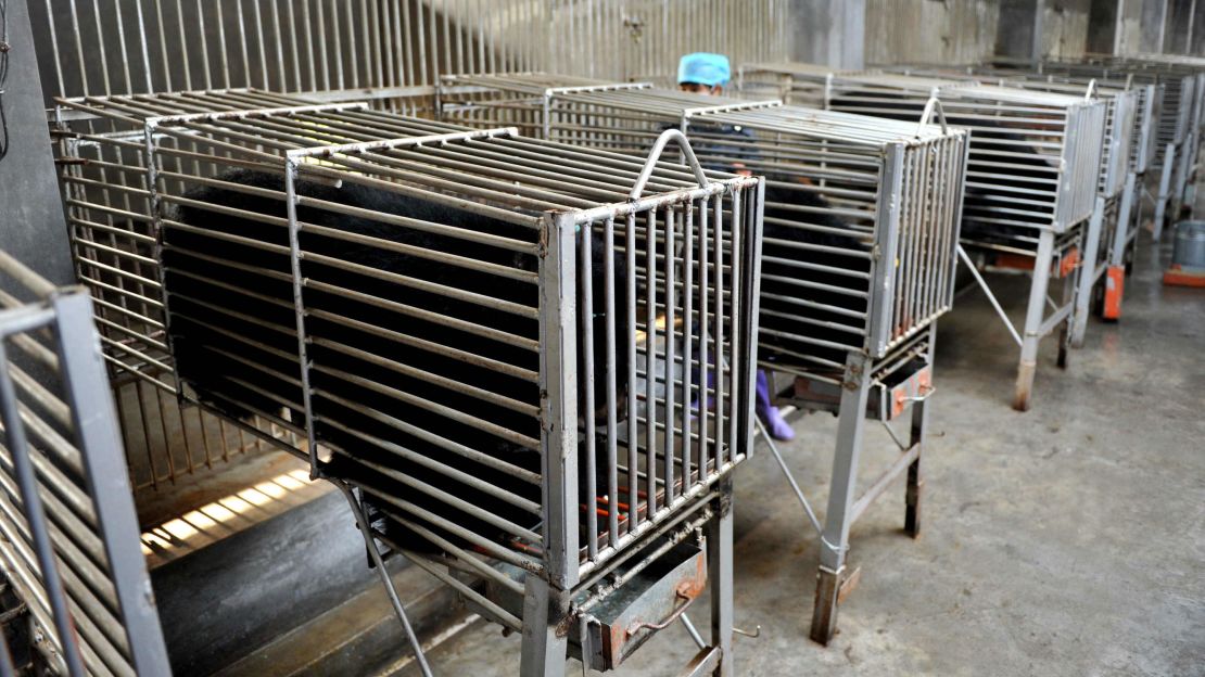 Bears are seen in steel cages at a bear farm for the traditional Chinese medicine company Guizhentang, in Hui'an, China, on February 22, 2012.