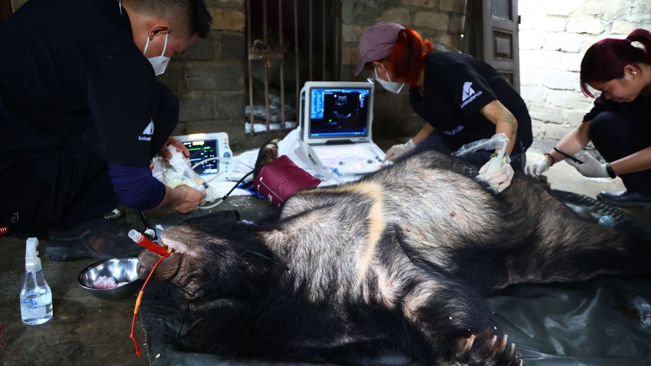 Sunset receives a health check under anesthesia.