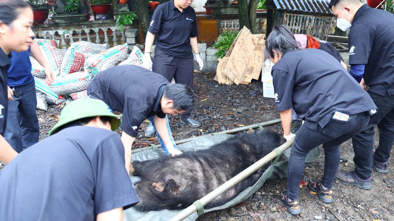 Sunset es transportada desde la granja de osos a un camión por trabajadores de Animals Asia, luego al santuario de osos de la organización en el Parque Nacional Tam Dao.