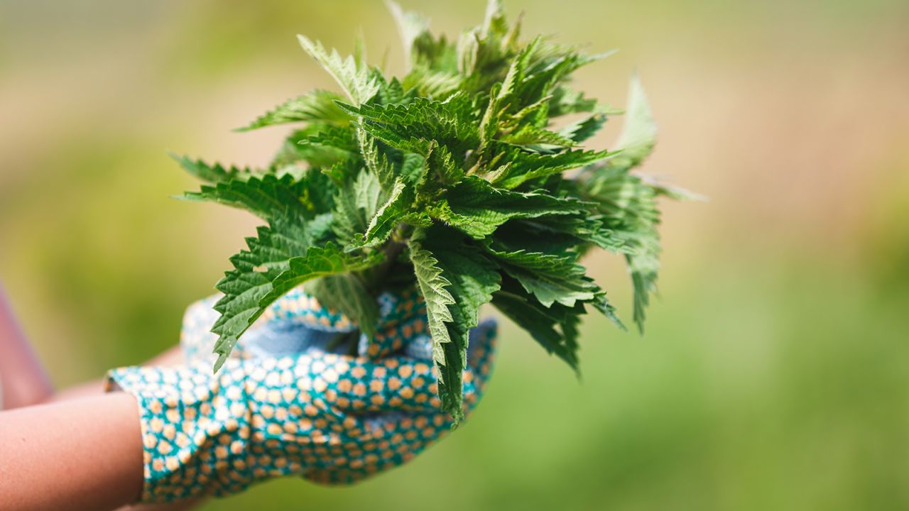 Harvest wild nettles in areas with soil that's known to be free of contamination from heavy metals, Rose recommended.