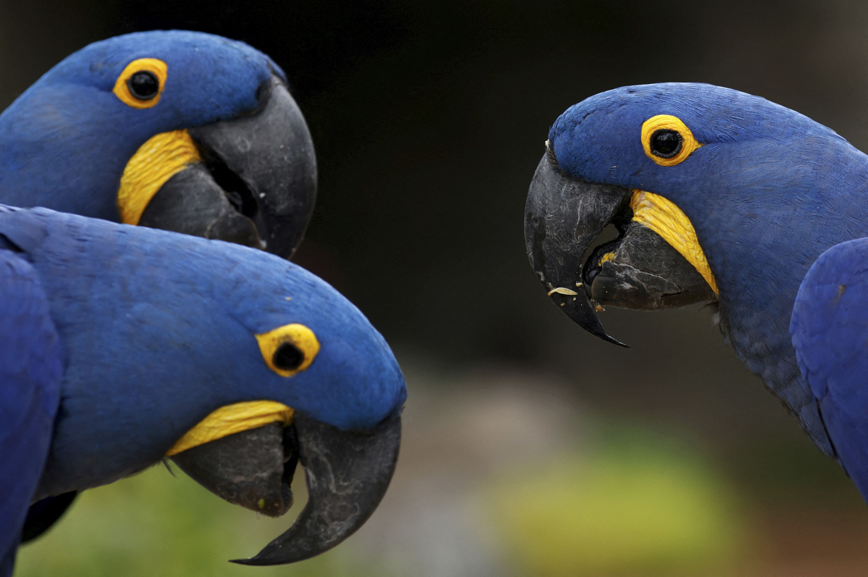 Hyacinth macaws eat at Bird Paradise, a new bird park at the Mandai Wildlife Reserve in Singapore, on Friday, April 21.