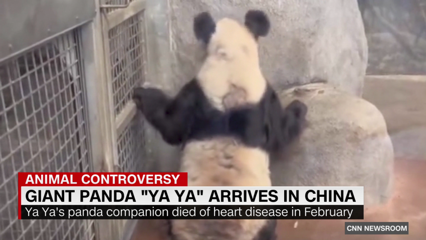 exp china ya ya giant panda FST 042801ASEG2 cnni world_00011101.png