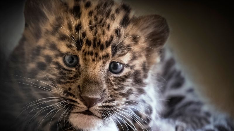 NextImg:Two Amur leopard cubs born at Pittsburgh Zoo | CNN