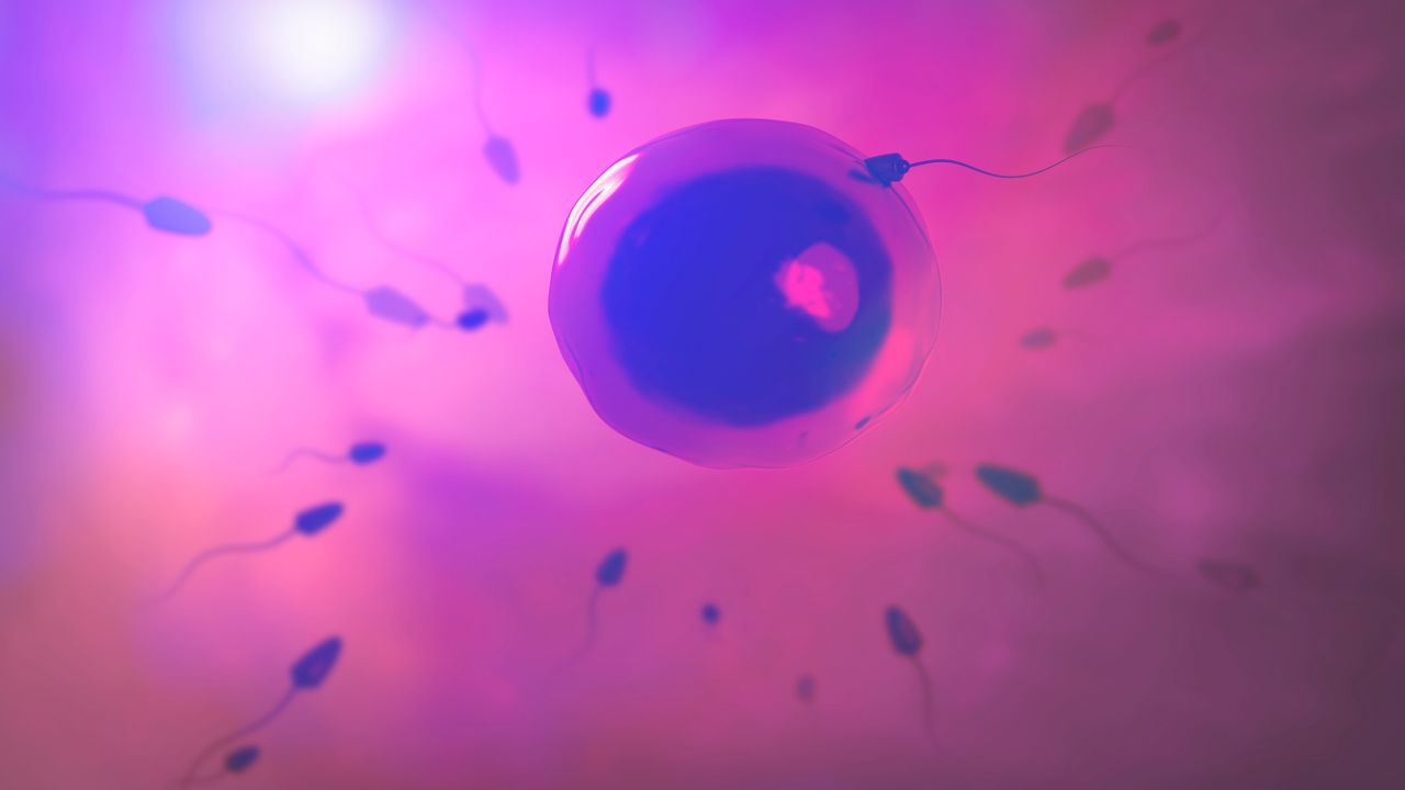 A sperm is seen entering an egg.