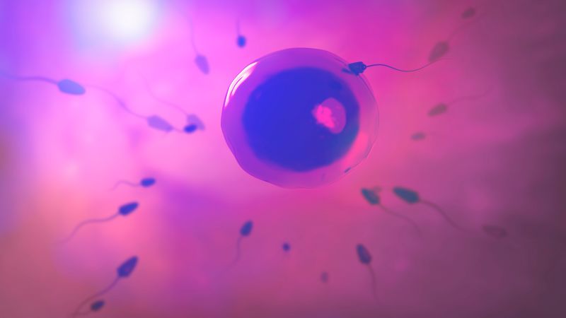 NextImg:Dutchman who fathered over 500 children around world ordered to stop donating sperm amid incest fears | CNN