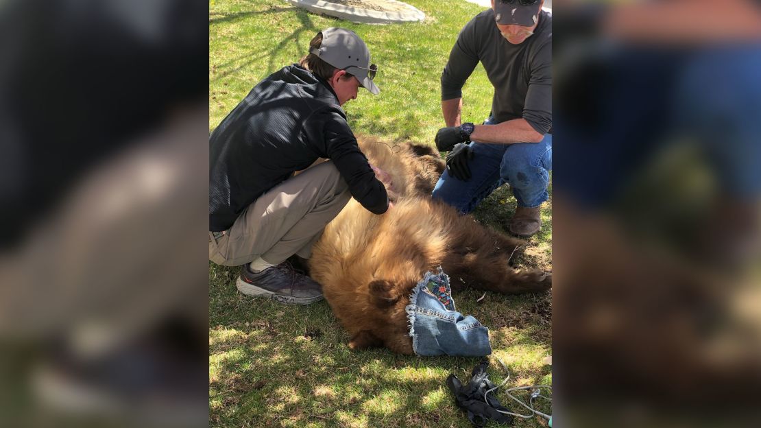The Nevada Department of Wildilfe said officials would relocate the bear and release it back into the wild Thursday morning. 