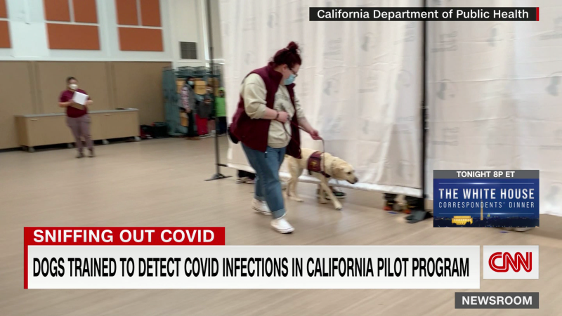 Dogs trained to detect Covid infections in schools | CNN