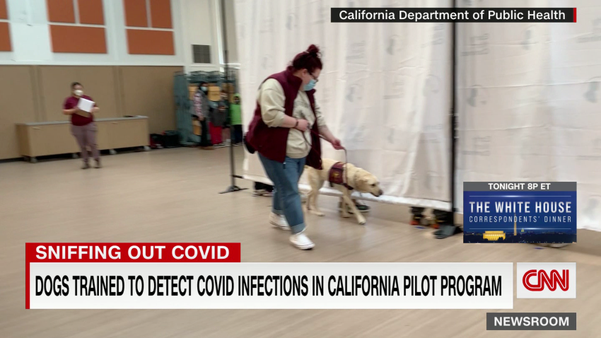 exp Dogs detect Covid-19 Howard 04291PSEG01 CNNI world_00005228.png