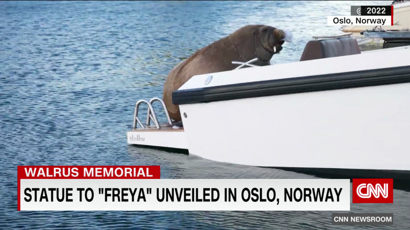 Sculpture of euthanized walrus Freya unveiled in Norway | CNN