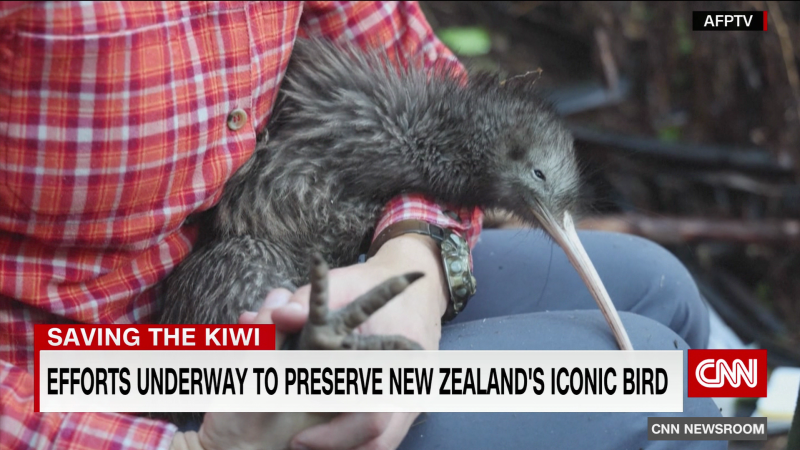 New Zealand ramps up efforts to save its flightless national bird | CNN
