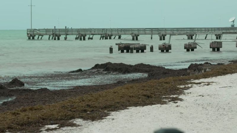 Seaweed blob stretching from West Africa to Gulf of Mexico reaches FL beaches  | CNN