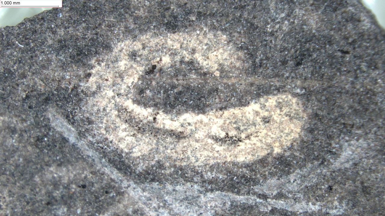 A fossilized worm with its gut preserved.
