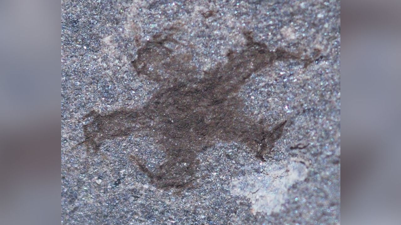 A fossilized starfish found at the site. 