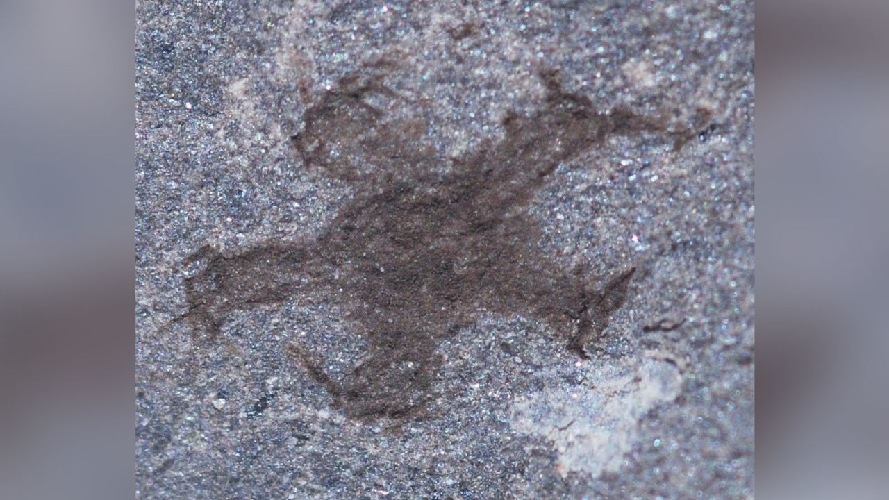 A fossilized starfish found at the site.