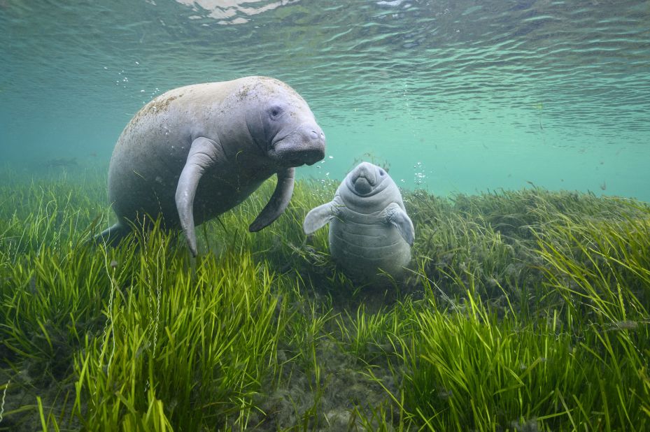 Jason Gulley captured this photograph, "Hope," of a manatee mother and her calf lazing in eelgrass, which is an important food source for manatees. 