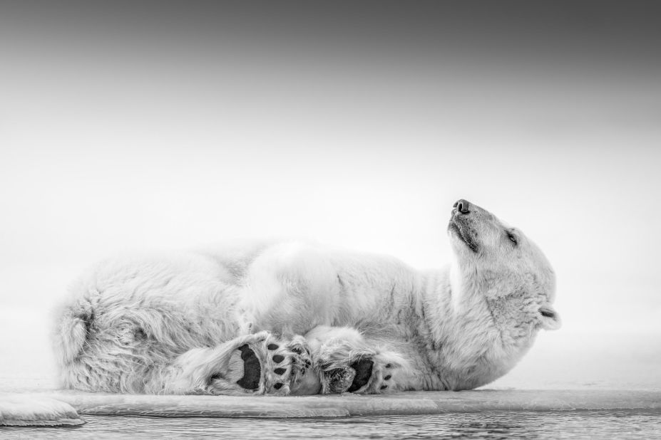 The sale runs for one month with prices starting from $100. Net proceeds go to SeaLegacy Canada Foundation, which will use the money partly to support other ocean-focussed organizations. Chase Teron captured this photograph of a polar bear in Svalbard facing a life without multi-year pack ice. "By protecting the ocean, we preserve the rich biodiversity that makes our planet unique and ensures its continued health and balance," said Teron.