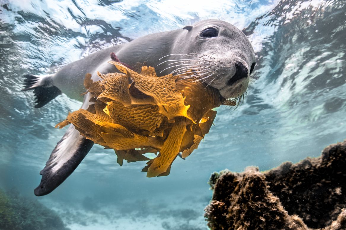 In this image by Tom Cannon, a spirited Australian sea lion pup plays a game of fetch with a bundle of kelp.