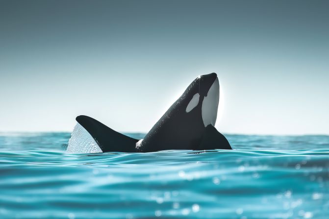 This photo from Kristian Gillies shows an orca emerging from crystal blue waters. Whales face threats from overfishing, increased underwater noise, ship strikes and entanglements, according to <a href="index.php?page=&url=https%3A%2F%2Fwww.wwf.org.uk%2Fsites%2Fdefault%2Ffiles%2F2022-02%2FWWF_Blue_Corridors_Report-Feb2022+%25281%2529.pdf" target="_blank" target="_blank">WWF</a>. 
