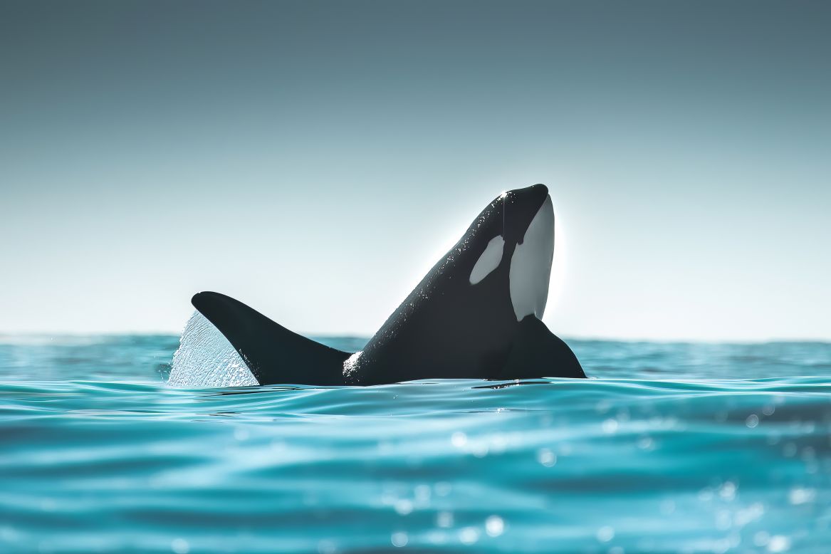 This photo from Kristian Gillies shows an orca emerging from crystal blue waters. Whales face threats from overfishing, increased underwater noise, ship strikes and entanglements, according to <a href="https://www.wwf.org.uk/sites/default/files/2022-02/WWF_Blue_Corridors_Report-Feb2022 %281%29.pdf" target="_blank" target="_blank">WWF</a>.