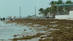Piles of sargassum seaweed are accumulating on the beaches of Florida's Key West. Scientists say the seaweed is expected to increase even more over the next few months. 