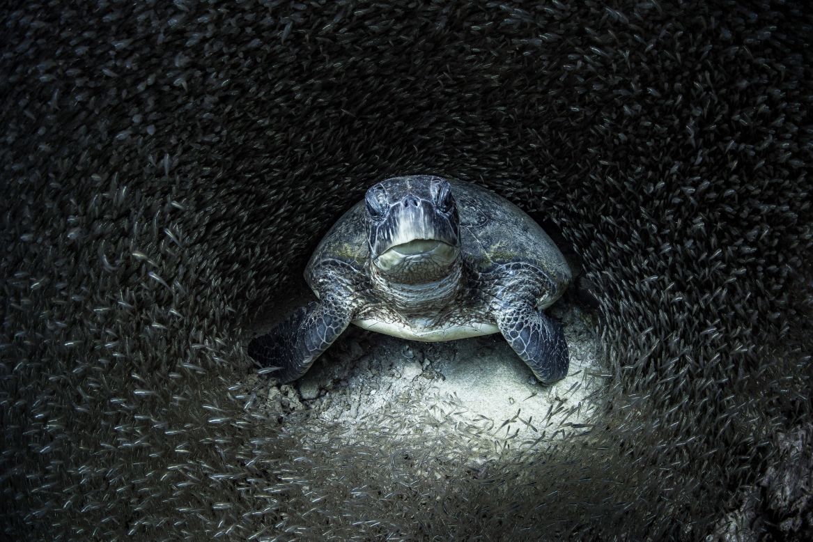 The ocean is vital to the health of the planet. Not only does it act as a carbon sink by absorbing carbon dioxide (CO2) from the atmosphere, but it is also responsible for producing <a href="https://oceanservice.noaa.gov/facts/ocean-oxygen.html" target="_blank" target="_blank">nearly 50% of the Earth's oxygen</a>. Aimee Jan took this photograph of a turtle resting among glass fish.