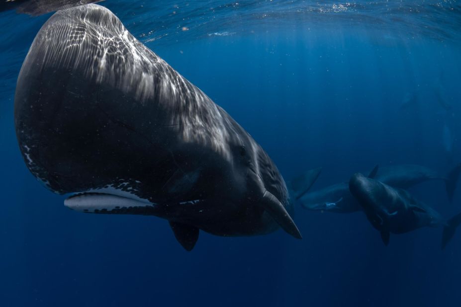 Included as a limited-edition print is this image of a young sperm whale, photographed by Caine Delacy. 