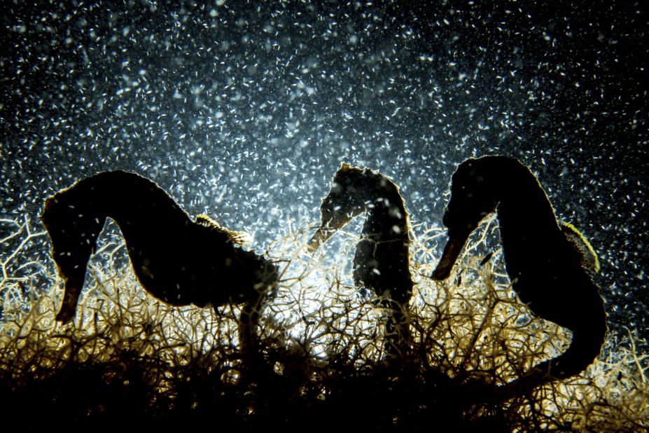 In this image by Shane Gross, a trio of seahorses feast on plankton late at night. 