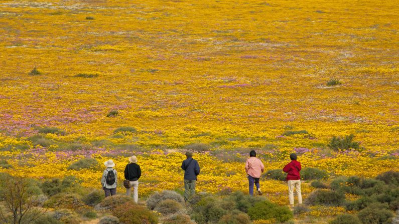 <strong>Namaqualand Coast:</strong> This stretch of Atlantic coastline located 300 miles north of Cape Town is famed for its wild beaches and incredible spring wildflower super bloom.