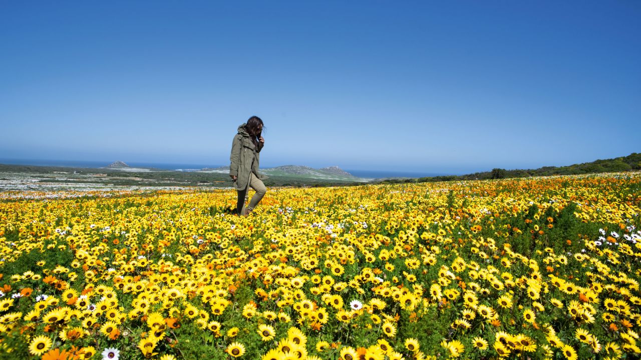 Daisies in full bloom in the Namaqua National Park.