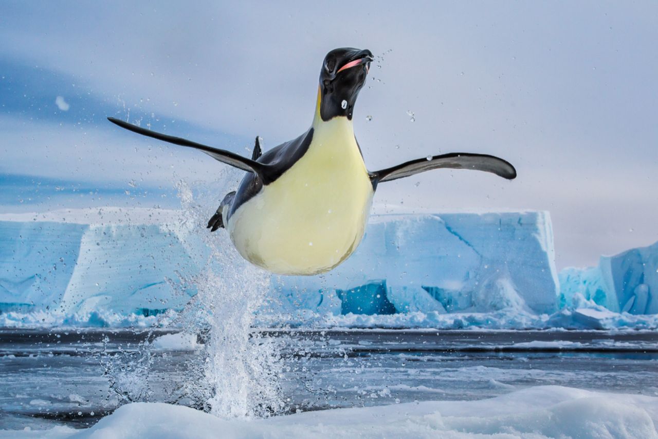 In this image, captured by 100 for the Ocean co-founder Paul Nicklen, an emperor penguin propels itself out of Antartica's icy waters. 