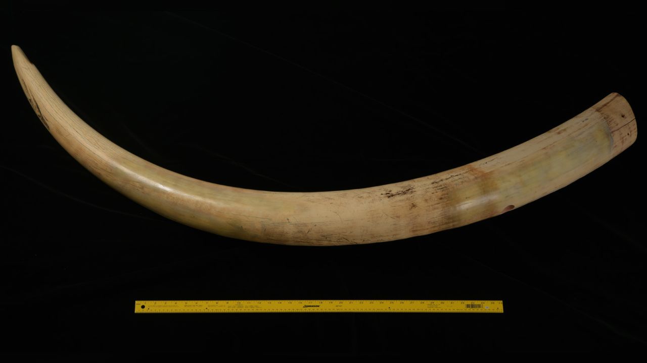An African bull elephant tusk was used in the study to compare with mammoth tusks.