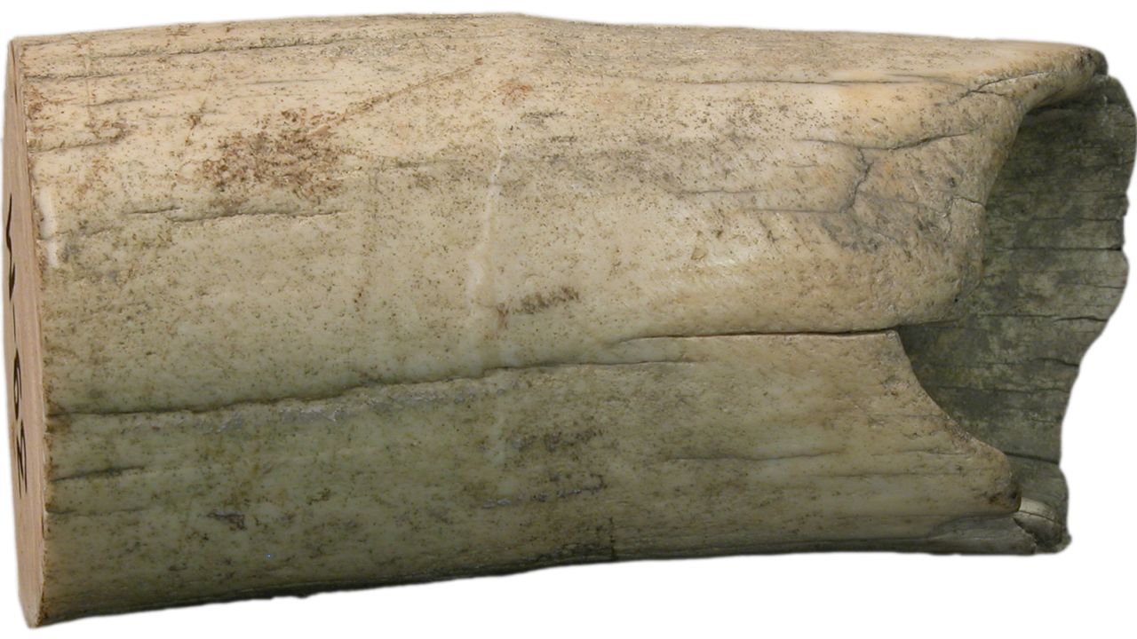 The female mammoth tusk came from Wrangel Island.