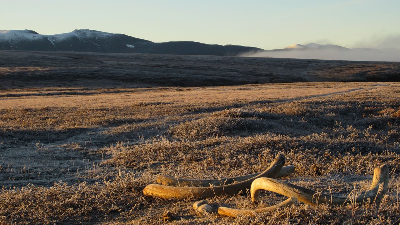 Woolly mammoth tusks can be seen at dawn on Wrangel Island, northeast Siberia.