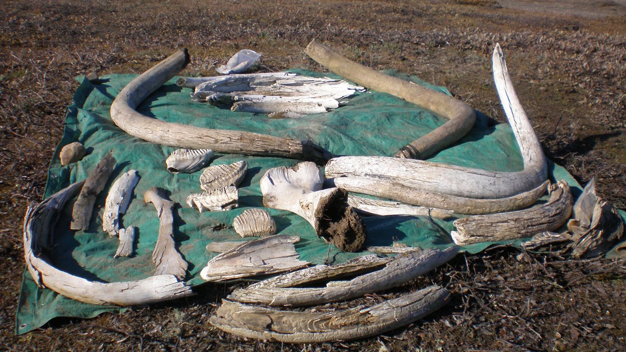 Woolly mammoth tusks, teeth and assorted bones have been collected on Wrangel Island, the last home of the animals before they went extinct 4,000 years ago.