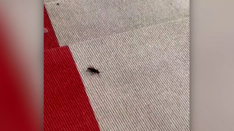 Video: Roach struts the Met Gala red carpet | CNN