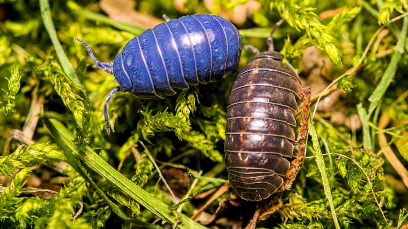 See pill bugs turned bright blue by lethal virus