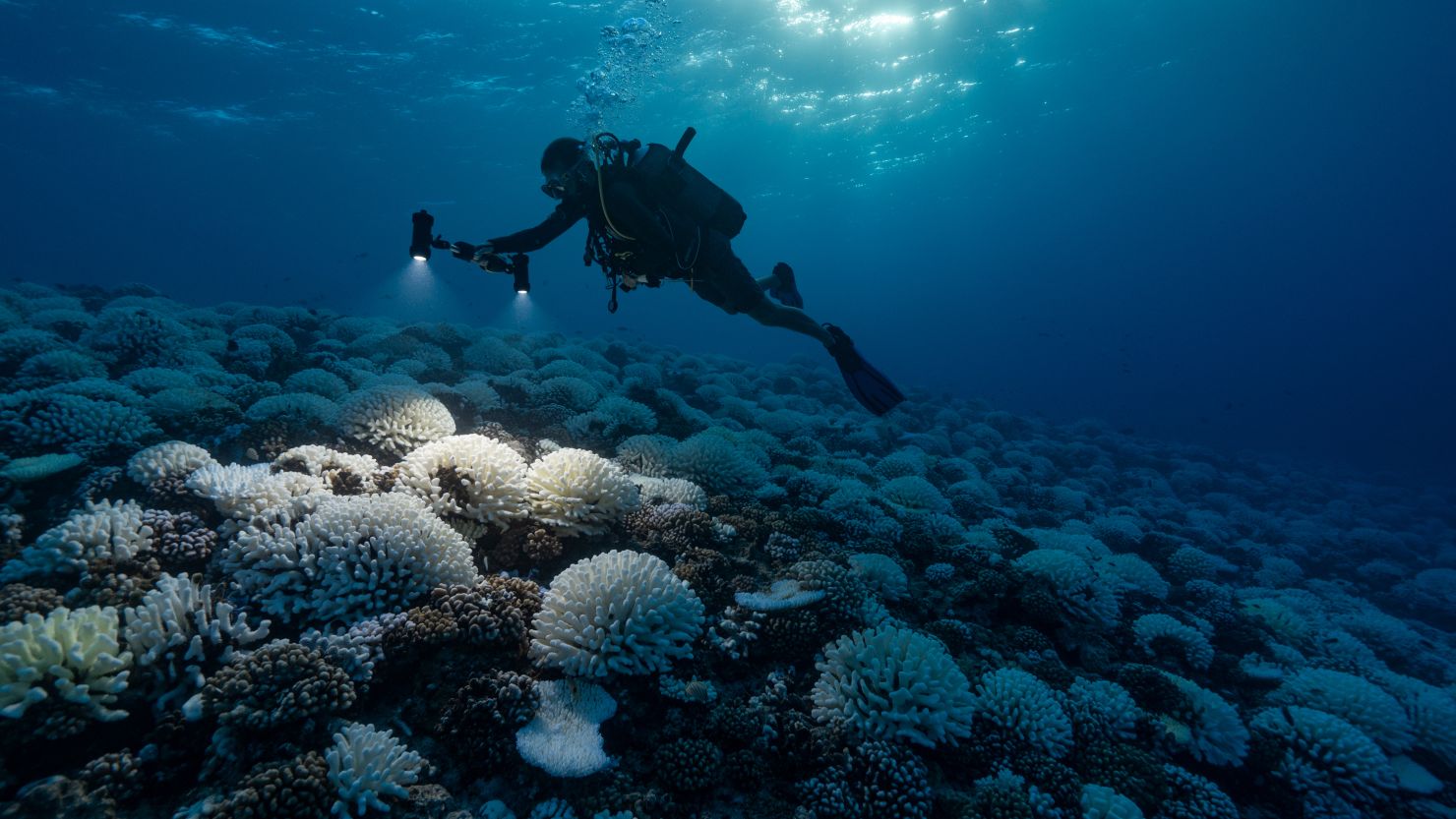 A diver looks at the coral reefs of the Society Islands in French Polynesia in May 2019, where major bleaching had occurred. 