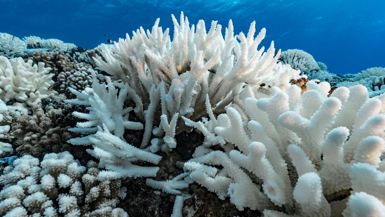 Bleaching on the coral reefs of the Society Islands in Moorea, French Polynesia, in 2019.  