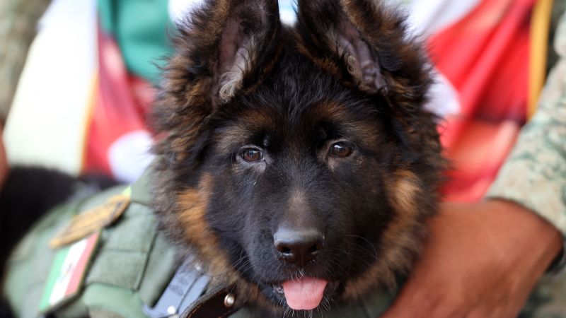 Turkey gifts a puppy to Mexico after a rescue dog died on duty in the earthquake