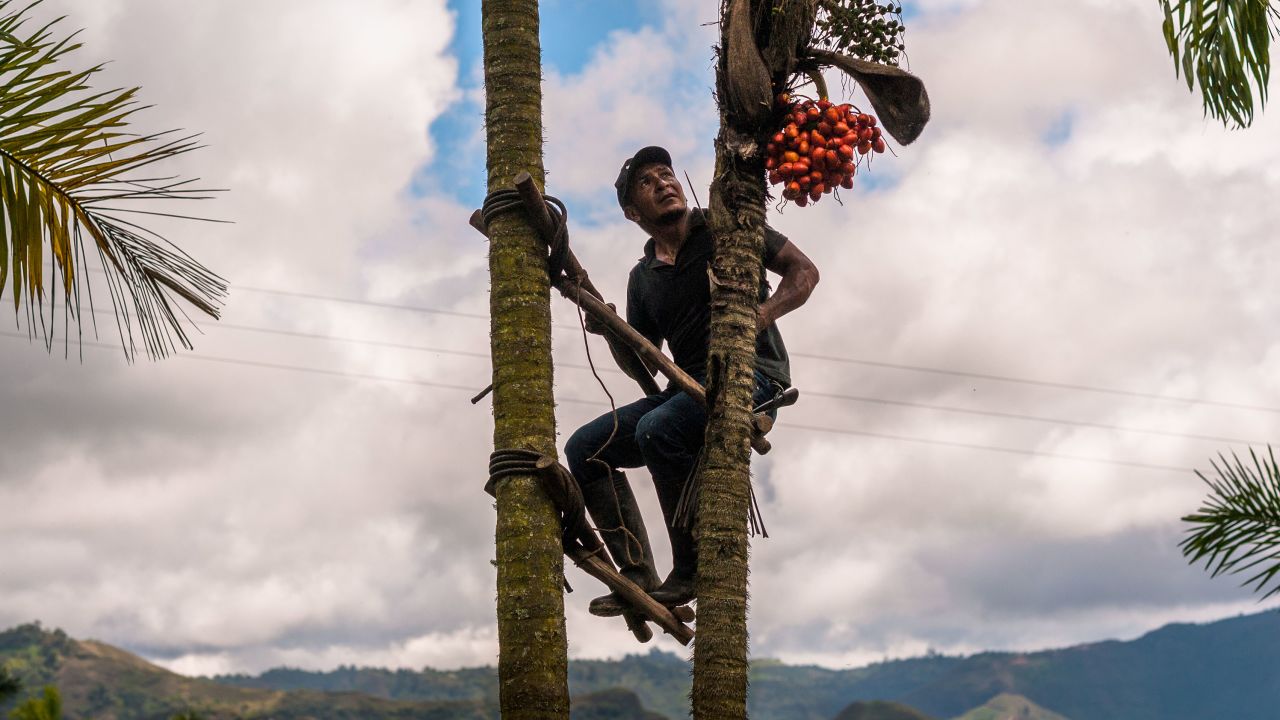 A farmer in Colombia climbs a peach palm tree to harvest chontaduro fruits. 