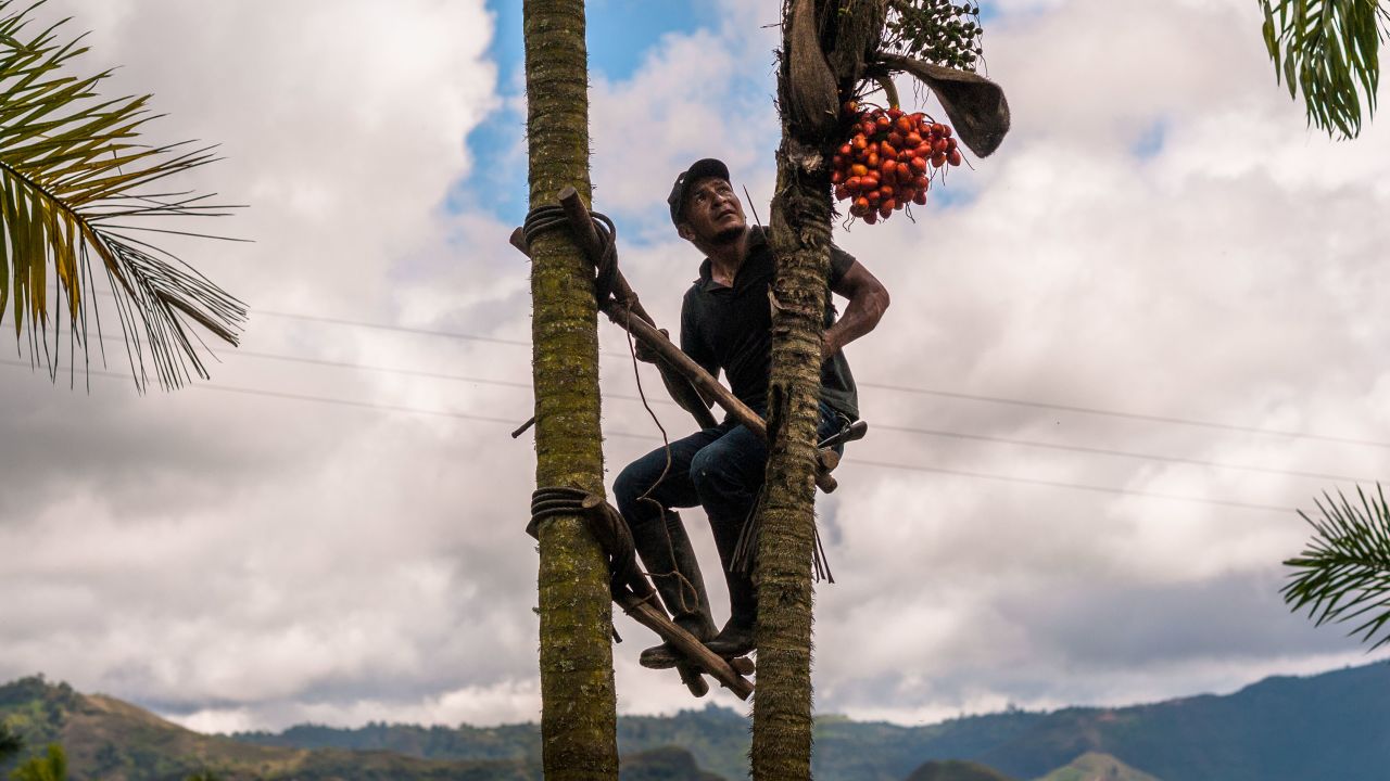 A farmer in Colombia climbs a peach palm tree to harvest chontaduro fruits.