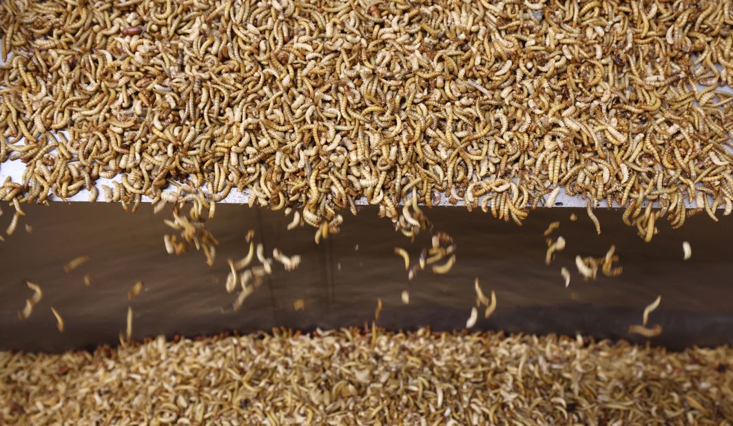 Insects are increasingly being cultivated as a source of protein. German company Inova Protein farms mealworms, which are processed into animal feed and for human consumption. 