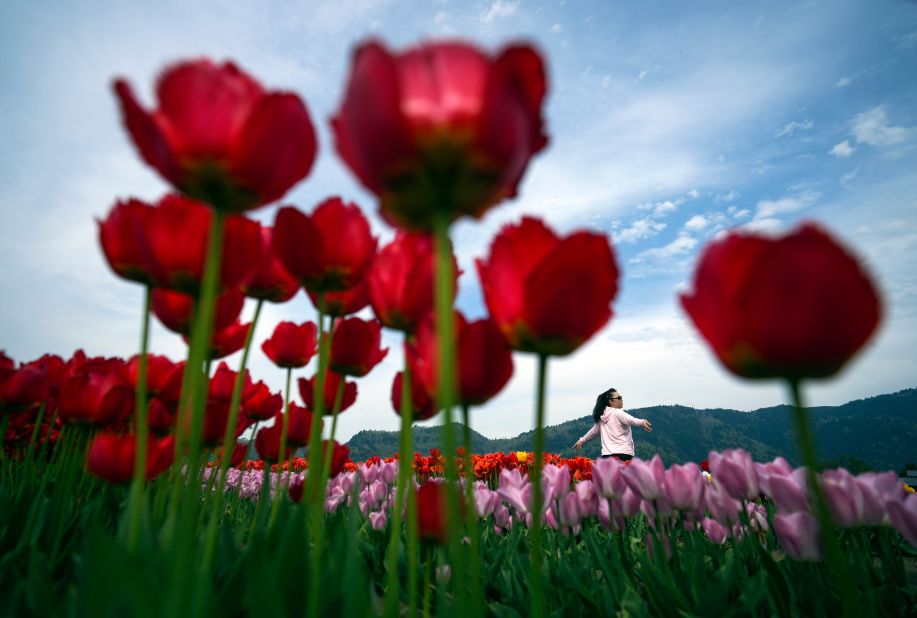A woman poses between rows of tulips at the Abbotsford Tulip Festival in Abbotsford, British Columbia, on Wednesday, May 3.