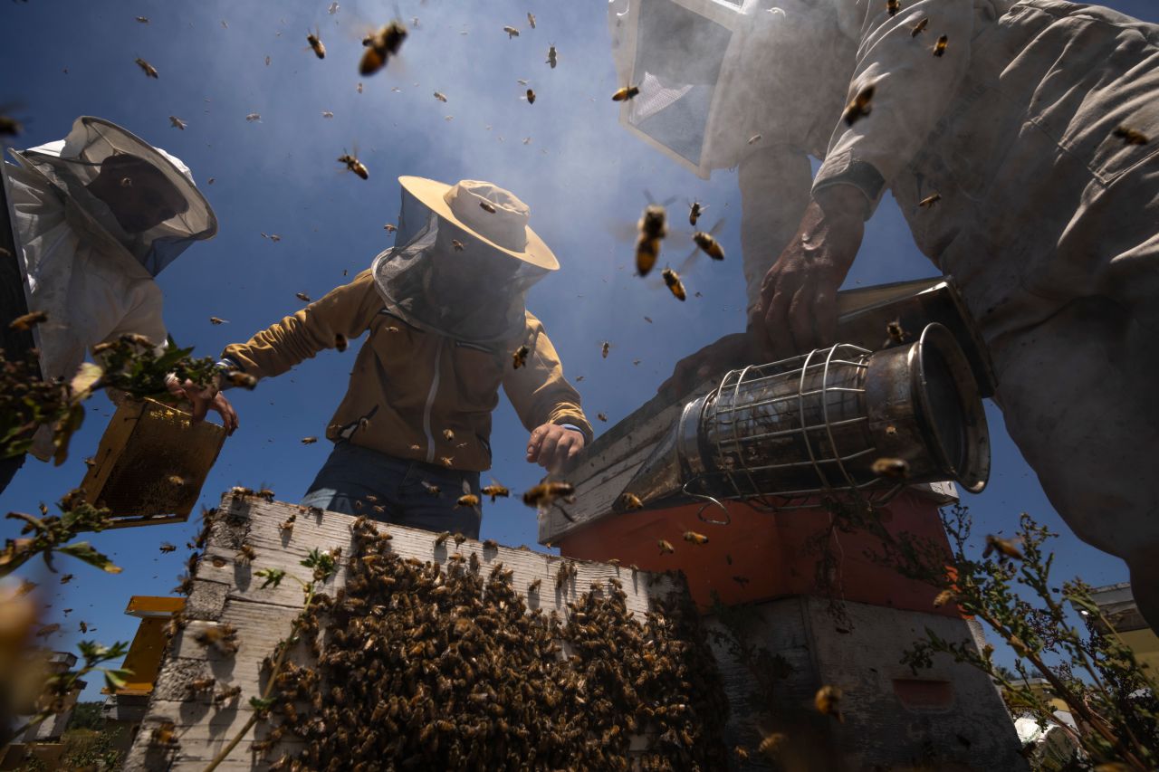 Beekeepers in Rafah, Gaza, lift honeycombs from a beehive on Thursday, April 27, during the honey harvest along Gaza's border with Israel.